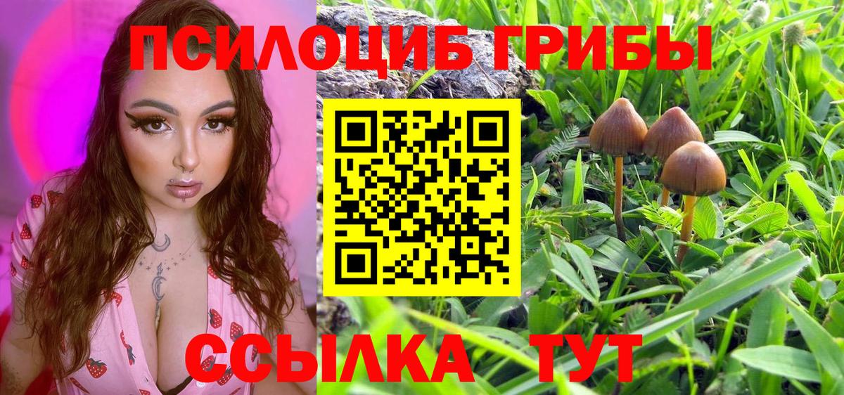 Сочи  Псилоцибиновые грибы Cubensis  Вход с VPN 